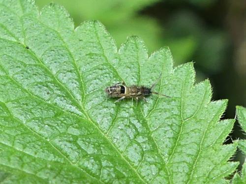 Réf. 317 794 : Orchesella cincta